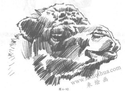 雙峰駱駝素描畫法01