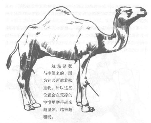 單峰駱駝素描畫法