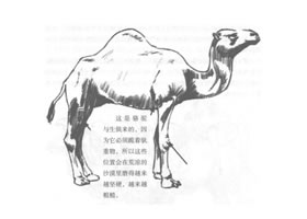 單峰駱駝素描畫(huà)法