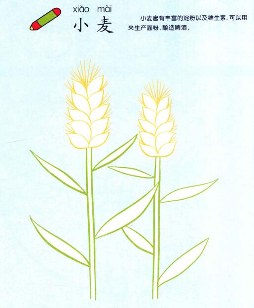 小麥兒童畫