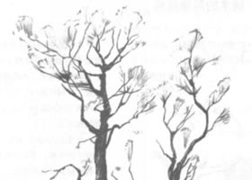 樹木的鉛筆素描畫法