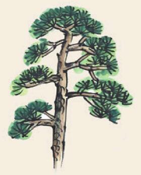 松樹兒童國(guó)畫