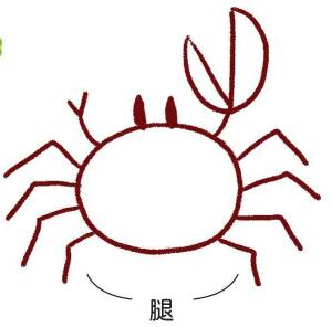 海邊的招潮蟹簡筆畫畫法步驟05