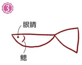 魚缸的孔雀魚簡(jiǎn)筆畫畫法步驟03
