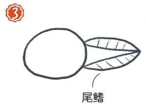 小溪里的蝌蚪簡筆畫畫法步驟03