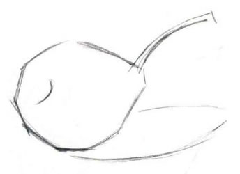 梨的素描畫法步驟01