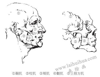 素描中的人物頭部解剖結(jié)構(gòu)