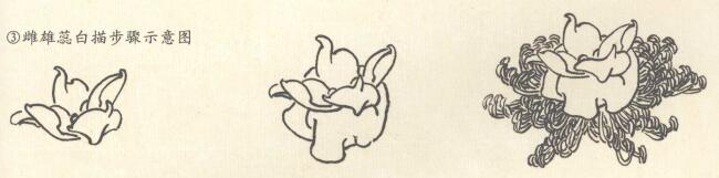 牡丹雌雄蕊白描步驟示意圖