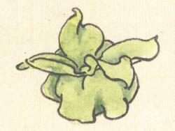 牡丹花蕊畫法步驟02