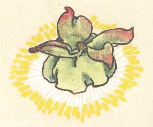 牡丹花蕊畫法步驟03
