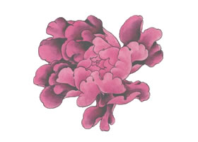 國畫紫牡丹花畫法