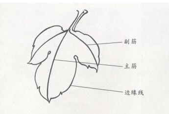 國畫牡丹葉白描步驟01