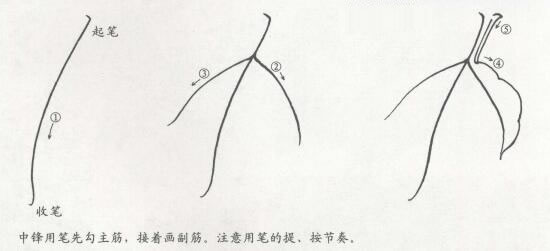 國畫牡丹葉白描步驟02