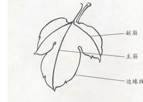 牡丹葉白描步驟