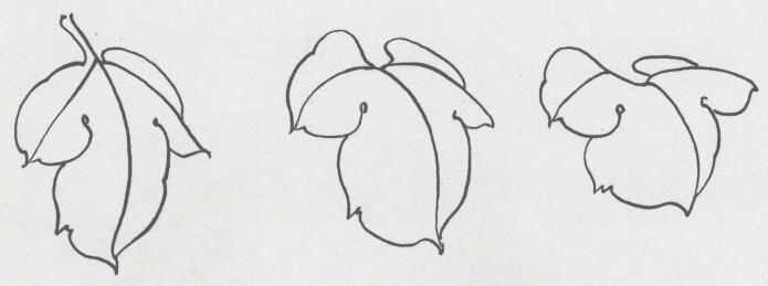 國(guó)畫(huà)牡丹葉白描造型01