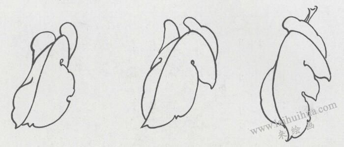國(guó)畫(huà)牡丹葉白描造型02