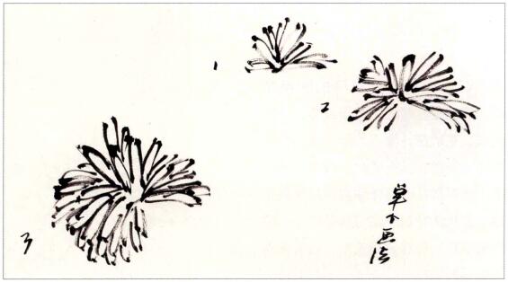 國畫單個菊花花頭畫法