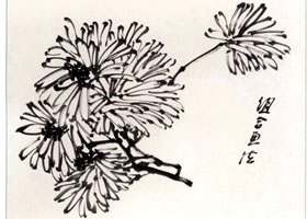國畫組合菊花花頭畫法