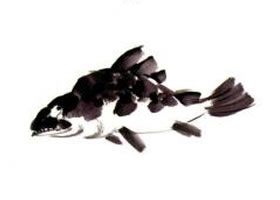 鱖魚(yú)國(guó)畫(huà)畫(huà)法（一）