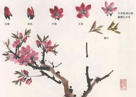 國畫桃花的畫法