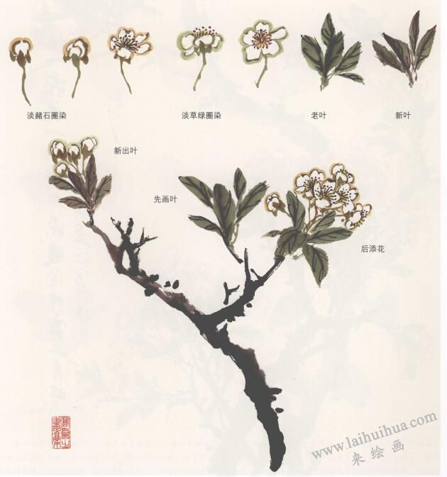 國畫梨花的畫法