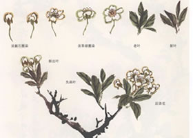 國畫梨花的畫法