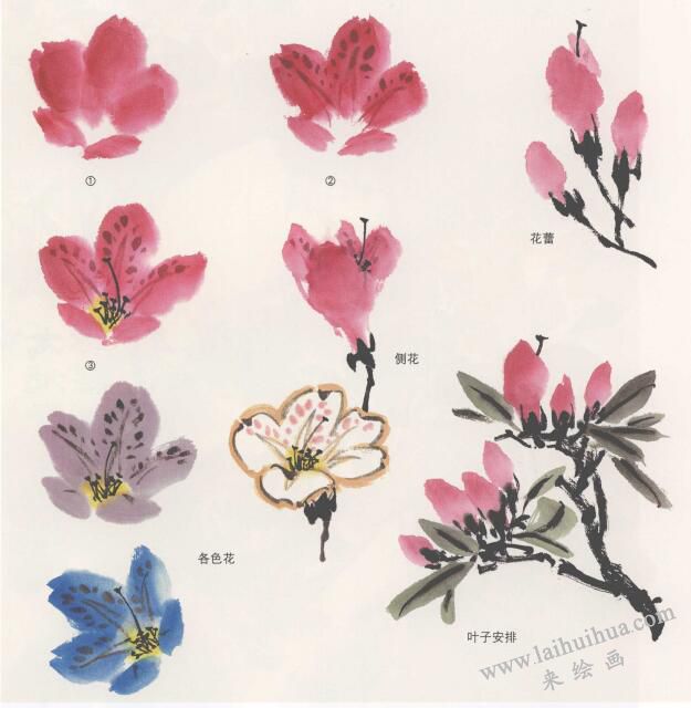 國畫杜鵑花的畫法