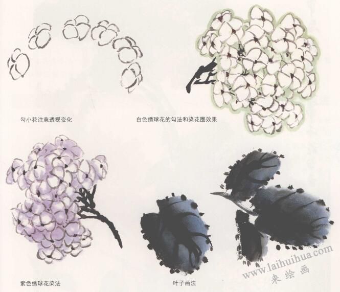 國畫繡球花的畫法