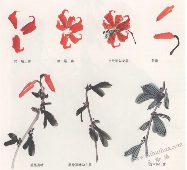 卷丹花國畫畫法