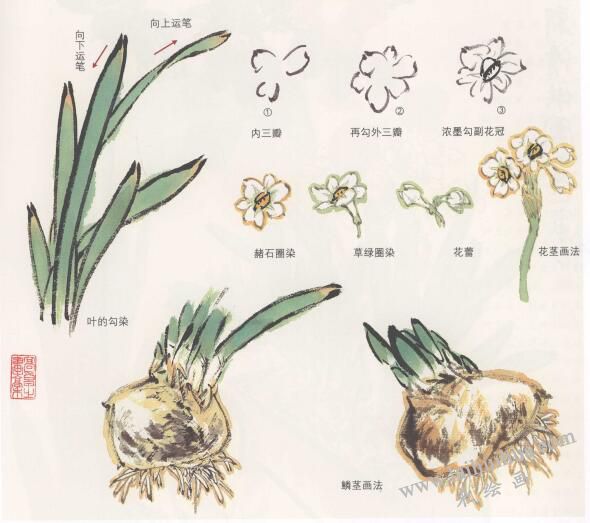 水仙花國(guó)畫畫法,水仙國(guó)畫