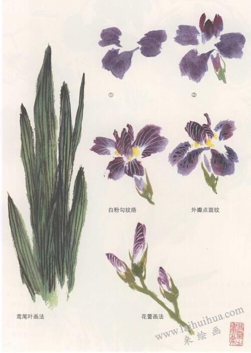鳶尾花國畫畫法，蝴蝶蘭國畫畫法
