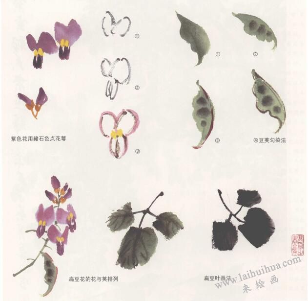 扁豆花國畫畫法，鵲豆花國畫畫法