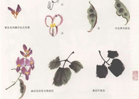 扁豆花國畫畫法