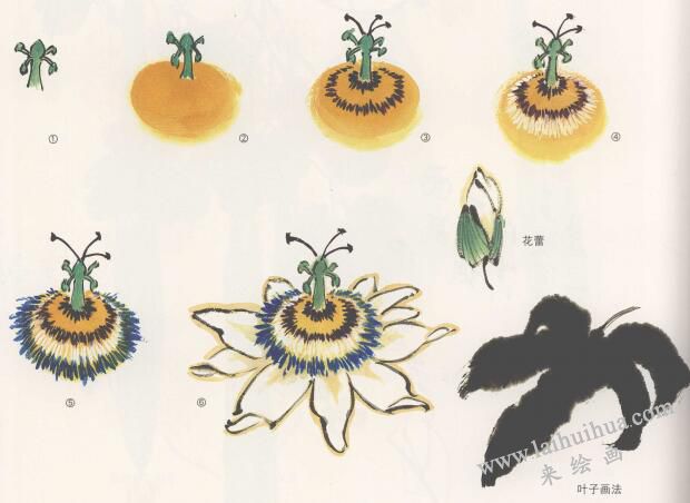 子午蓮花的國畫畫法，子午蓮的畫法