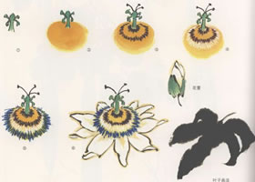 子午蓮花的國畫畫法