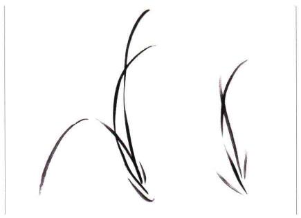 國(guó)畫(huà)蘭花:—叢蘭葉的畫(huà)法