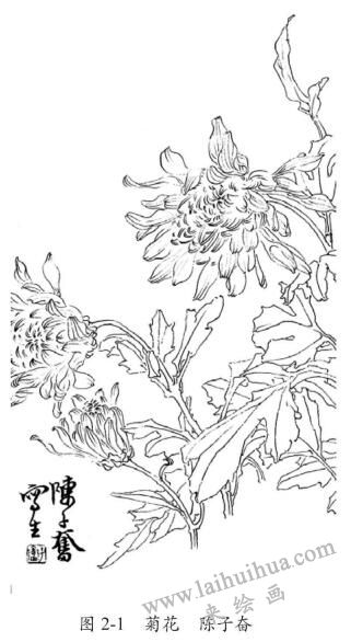 菊花，白描，陳子奮