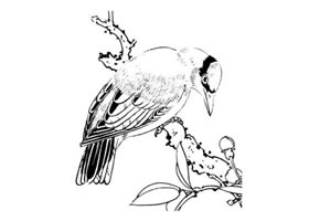 白描禽鳥的臨摹方法及步驟