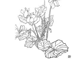 仙客來(lái)白描作品