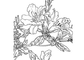 杜鵑花白描作品