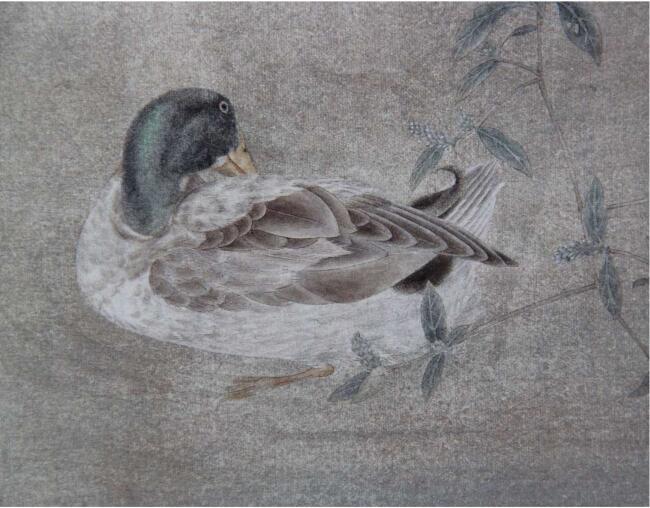 國畫彩色禽鳥著色方法