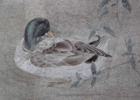 國畫彩色禽鳥著色方法