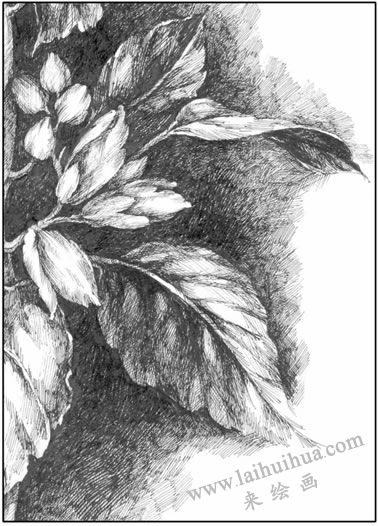 花卉素描中葉片的表現(xiàn)方法