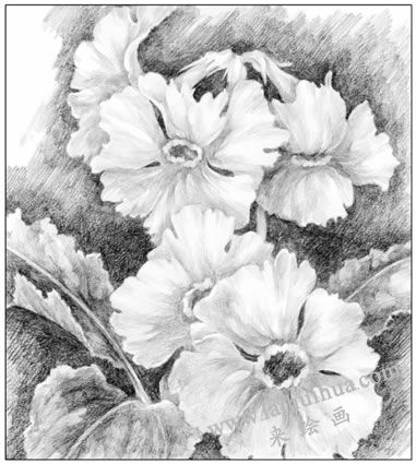 花卉素描畫面的處理