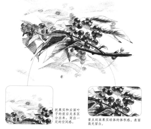 果園植物素描畫法
