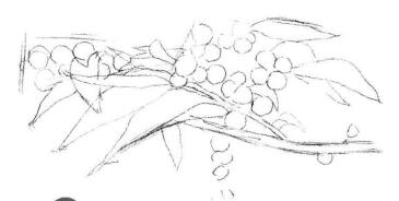 果園植物素描畫法步驟02