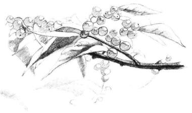 果園植物素描畫法步驟07