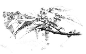 果園植物素描畫法步驟09