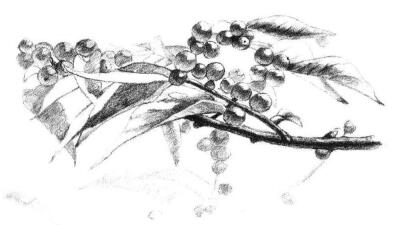 果園植物素描畫法步驟10