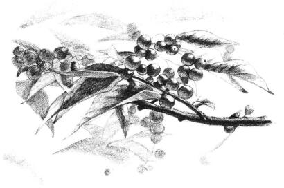 果園植物素描畫法步驟11